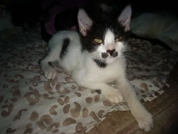 Gato ra a Sem raça definida idade 2 a 6 meses nome Bigode