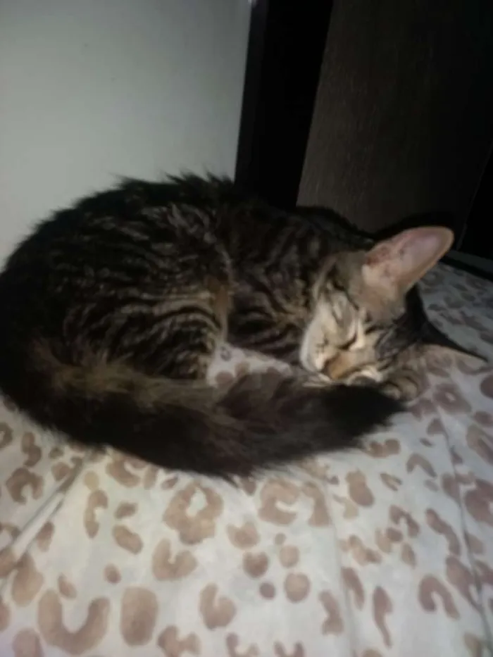 Gato ra a Sem raça definida idade 2 a 6 meses nome Nina