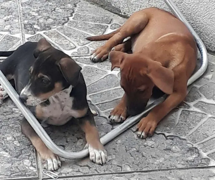 Cachorro raça Viralata idade 2 a 6 meses nome Sem nome