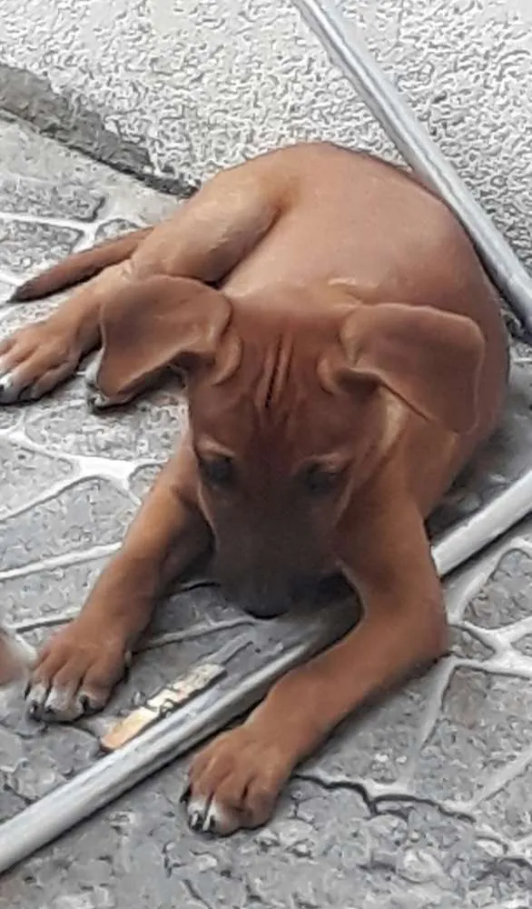 Cachorro raça Viralata idade 2 a 6 meses nome Sem nome