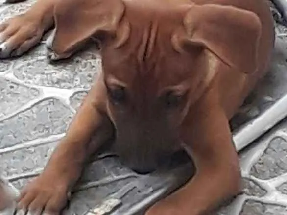 Cachorro raça Viralata idade 2 a 6 meses nome Sem nome