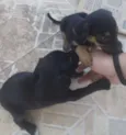 Fêmeas