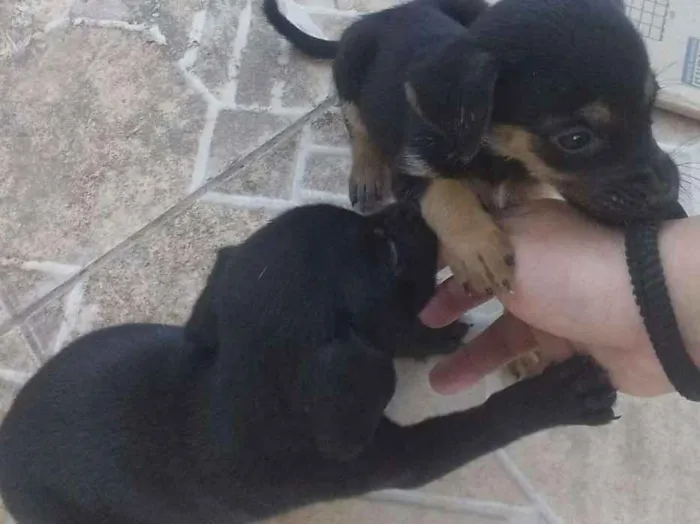 Cachorro ra a Vira lata  idade Abaixo de 2 meses nome Fêmeas