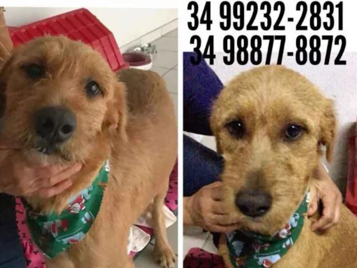 Cachorro ra a Sem raça definida idade 2 anos nome Valente