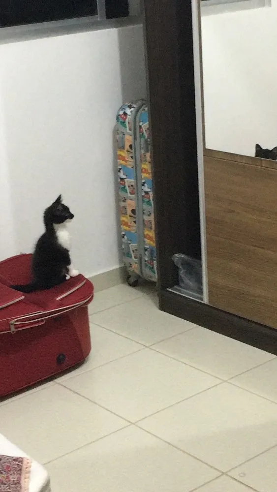 Gato raça SRD idade 2 a 6 meses nome Poseison