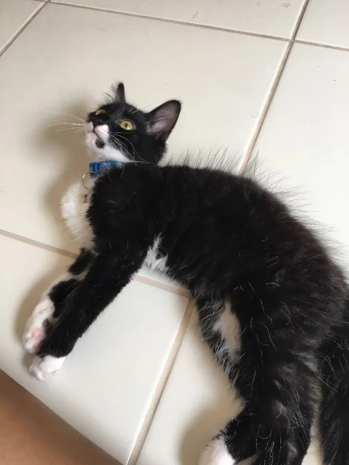 Gato raça SRD idade 2 a 6 meses nome Poseison