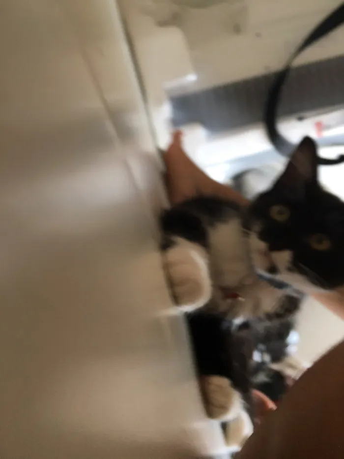 Gato raça SRD idade 2 a 6 meses nome Poseison