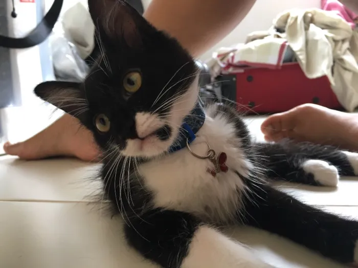 Gato raça SRD idade 2 a 6 meses nome Poseison