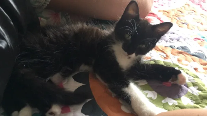Gato raça SRD idade 2 a 6 meses nome Poseison