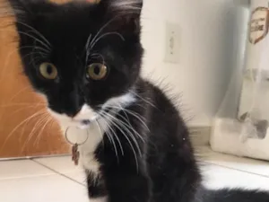 Gato raça SRD idade 2 a 6 meses nome Poseison