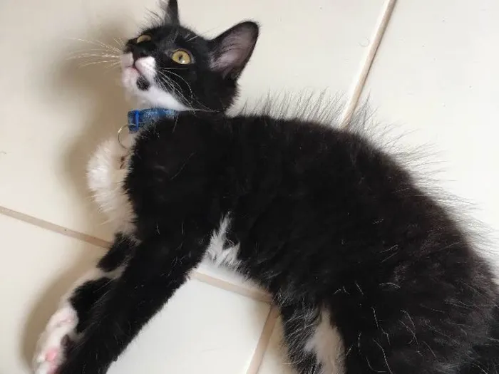 Gato raça SRD idade 2 a 6 meses nome Poseison