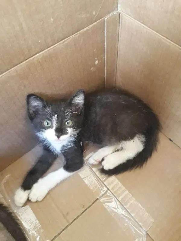 Gato raça Vira Lata e Siamês idade 2 a 6 meses nome Nina e bebel