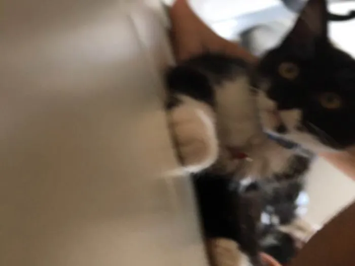 Gato raça SRD idade 2 a 6 meses nome Poseison