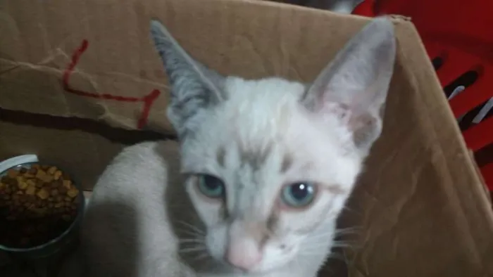 Gato ra a  idade 2 a 6 meses nome Olivia