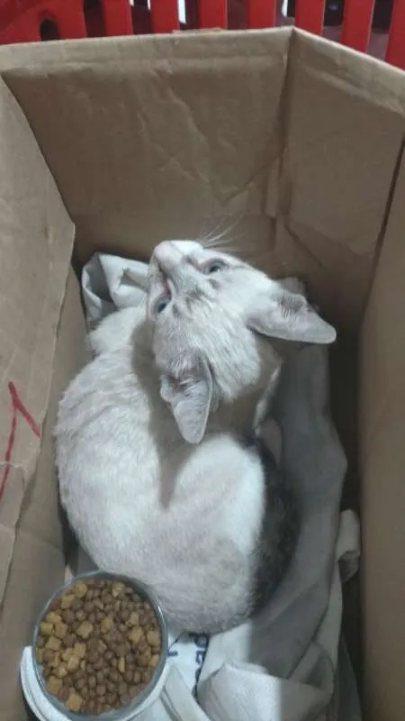 Gato ra a  idade 2 a 6 meses nome Olivia