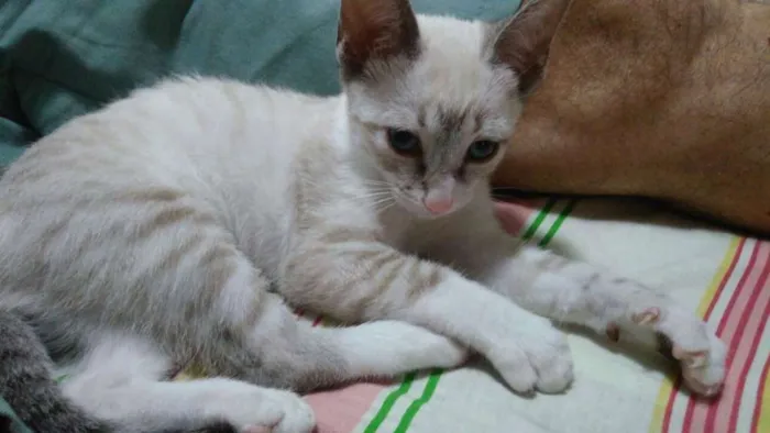 Gato ra a  idade 2 a 6 meses nome Olivia