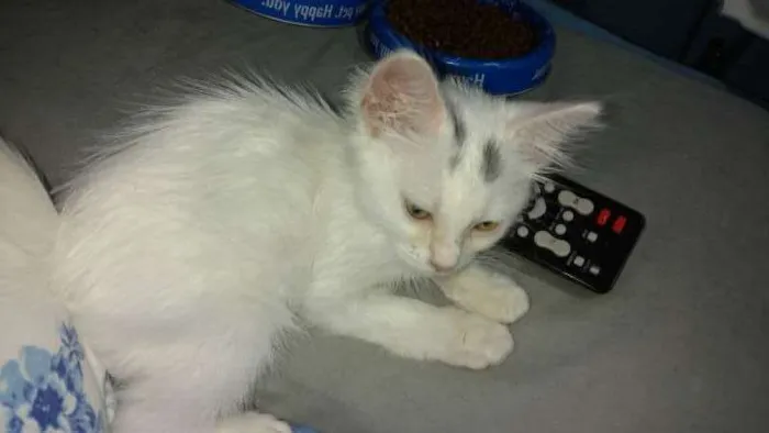 Gato ra a  idade 2 a 6 meses nome Shine