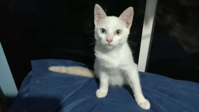 Gato ra a  idade 2 a 6 meses nome Nicolas