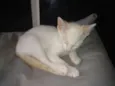 Nicolas