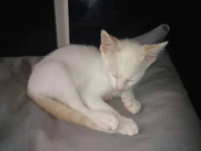 Gato ra a  idade 2 a 6 meses nome Nicolas