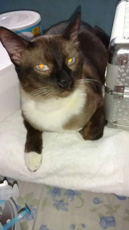 Gato ra a  idade 2 anos nome Dimitry