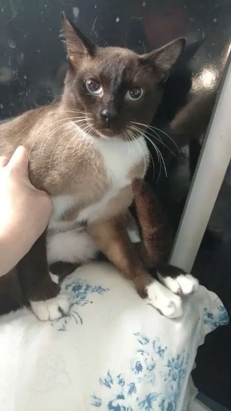 Gato ra a  idade 2 anos nome Dimitry