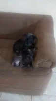 Belinha e lili
