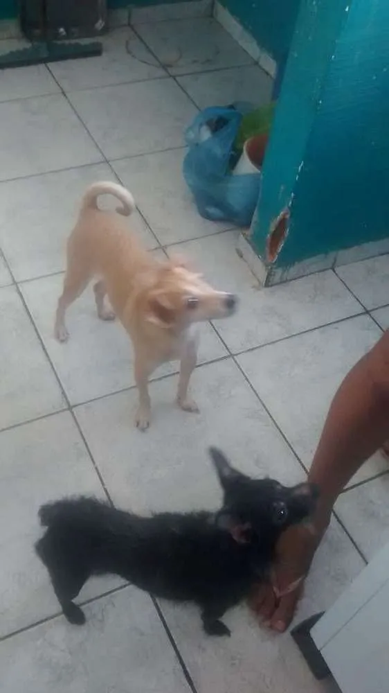 Cachorro ra a Vira lata idade 3 anos nome Ted e lilica
