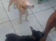 Ted e lilica