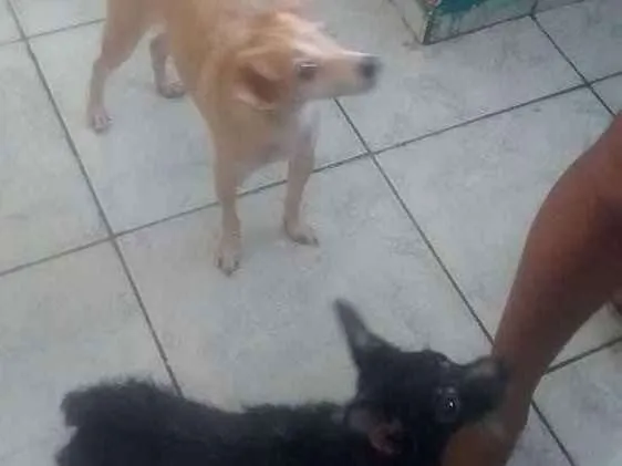 Cachorro ra a Vira lata idade 3 anos nome Ted e lilica
