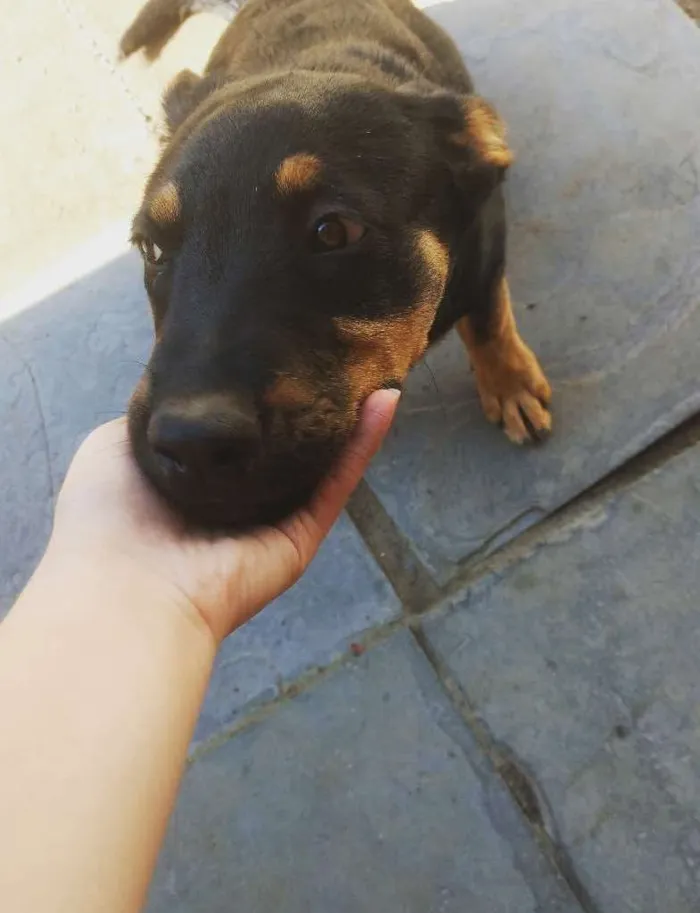 Cachorro ra a Vira lata idade 7 a 11 meses nome Kena