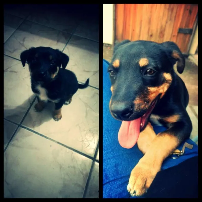 Cachorro ra a Vira lata idade 7 a 11 meses nome Kena