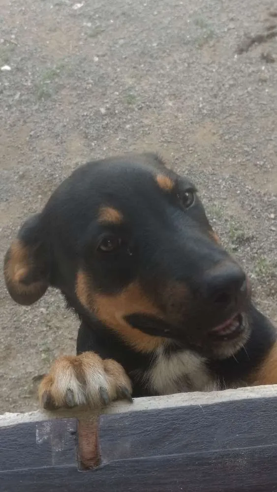 Cachorro ra a Vira lata idade 7 a 11 meses nome Kena