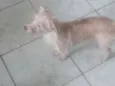 Bob