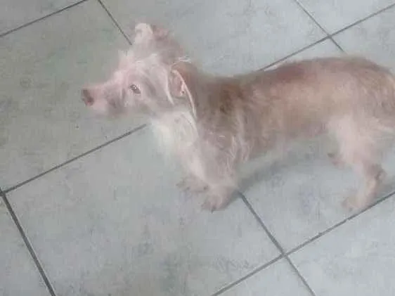 Cachorro ra a Vira lata idade 2 anos nome Bob