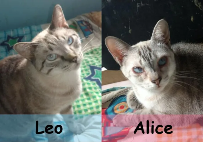 Gato ra a  idade 2 anos nome Leo e Alice