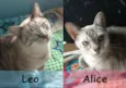 Leo e Alice