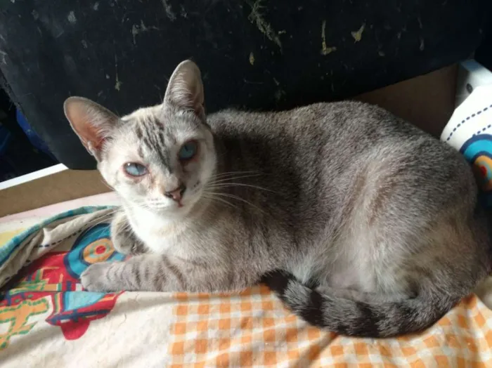 Gato ra a  idade 2 anos nome Leo e Alice
