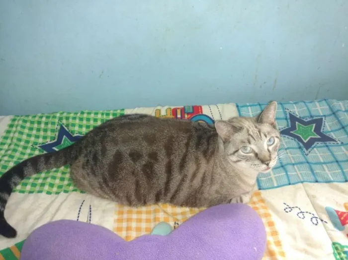 Gato ra a  idade 2 anos nome Leo e Alice