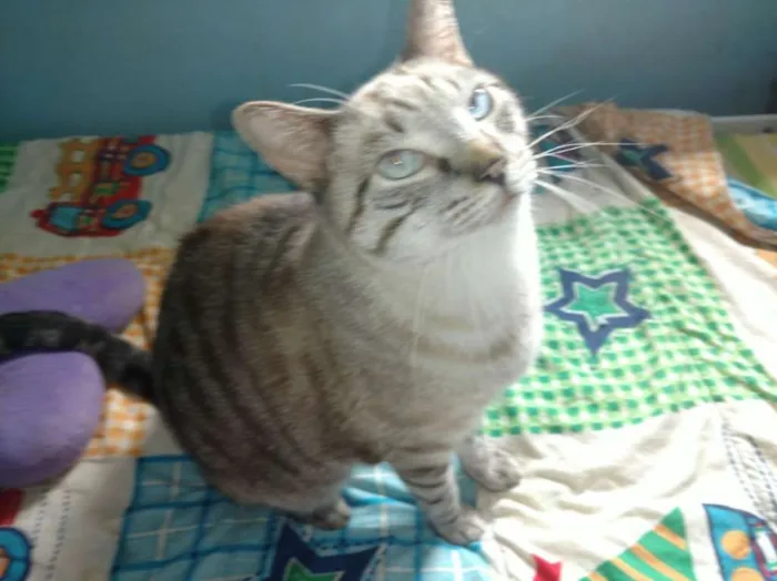 Gato ra a  idade 2 anos nome Leo e Alice