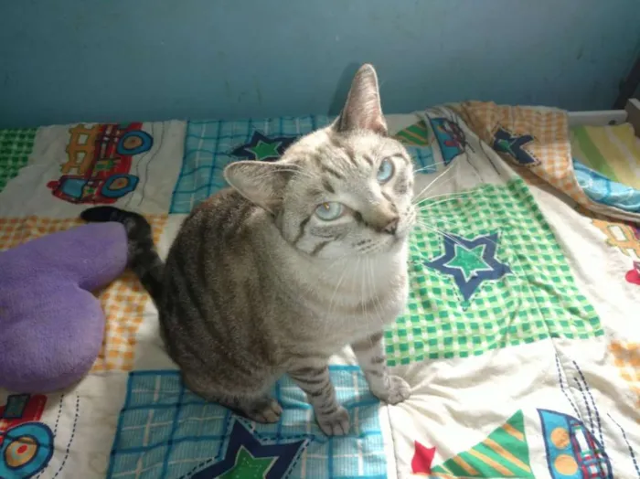 Gato ra a  idade 2 anos nome Leo e Alice