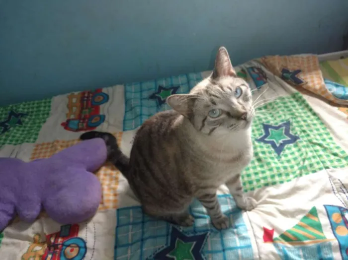 Gato ra a  idade 2 anos nome Leo e Alice