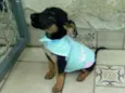 Chico