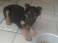 Chico