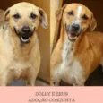 Dolly e Zeus