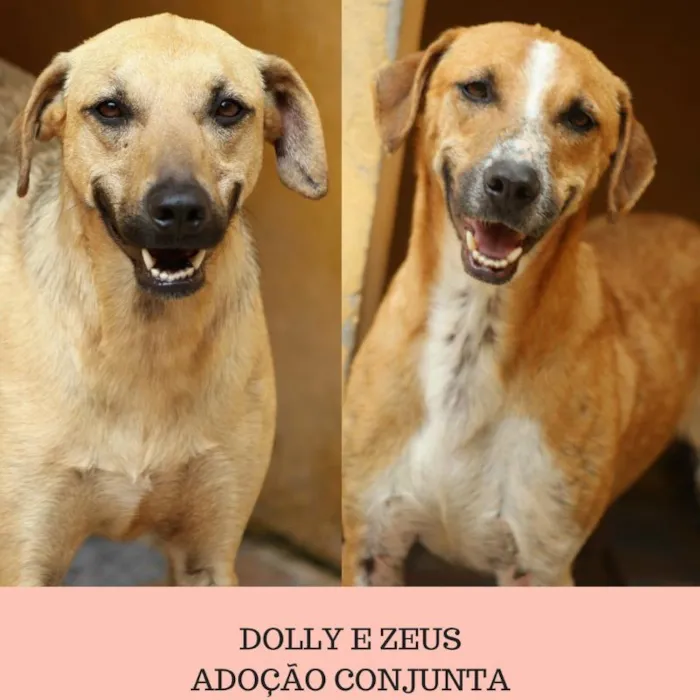 Cachorro ra a  idade  nome Dolly e Zeus