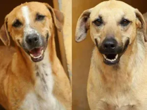 Cachorro raça  idade  nome Dolly e Zeus
