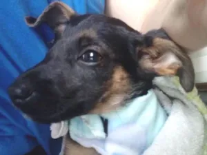 Cachorro raça SRD idade 2 a 6 meses nome Chico