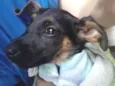 Chico