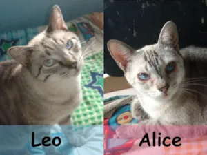 Gato raça  idade 2 anos nome Leo e Alice